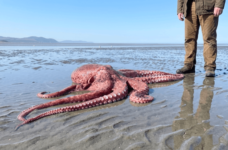 Giant Octopus