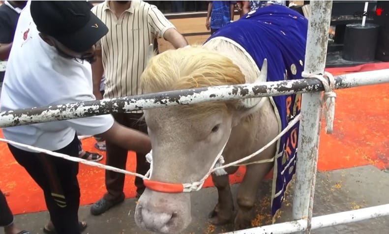 Donald Trump Buffalo
